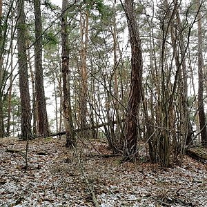 Vladimír Grančay na vrcholu Nad Bořanovicemi - JZ vrchol (21.1.2024 13:35)