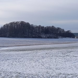 Hyldička na vrcholu Chlum (21.1.2024 13:37)