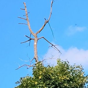 Zdena Trommler na vrcholu Červený kámen Z2 (11.7.2024 18:37)