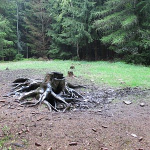 ZdenkaV na vrcholu Mladějovský vrch - SZ vrchol (20.4.2024 14:21)