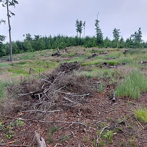 Mykas na vrcholu Czarne Kąty  (22.6.2024 7:22)