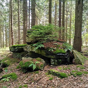 Šárka na vrcholu Jelení skok (9.7.2024 13:50)