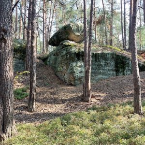 Mykas na vrcholu Nad Bobříkem (31.8.2024 14:56)