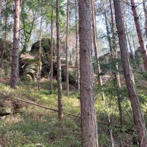 Mykas na vrcholu Nad rozcestím (31.8.2024 16:16)