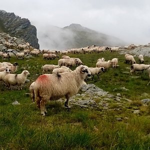 Jiřina na vrcholu Lăițel (9.8.2024 11:58)