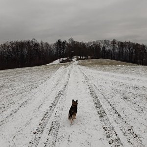 Pája na vrcholu Bačův kopec (5.12.2021 11:34)