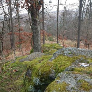 Nojby na vrcholu Bílý kříž (28.11.2024 11:58)