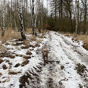 Tonda, Peťule a Fram na vrcholu Skalka (12.2.2023 15:49)