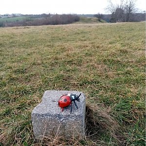 Jiřina na vrcholu Džbán (1.1.2023 12:30)