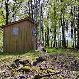 Figgo na vrcholu Úlíkovská hora (6.5.2023 11:20)