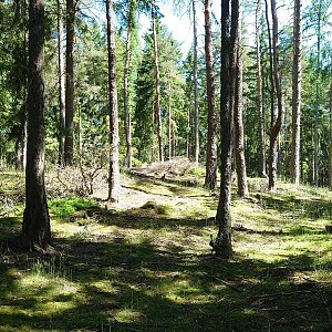 Nojby na vrcholu Kozí hřbet (14.6.2021 10:52)