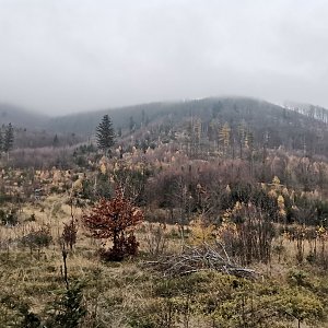 Šárka na vrcholu Kvíčalník (16.11.2022 13:50)