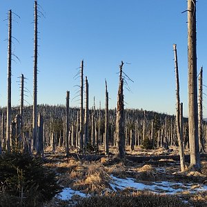 Divočák na vrcholu Grosser Spitzberg (27.11.2020 15:19)