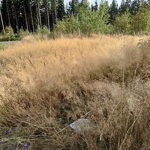 Nojby na vrcholu Olověný vrch (17.8.2024 17:58)