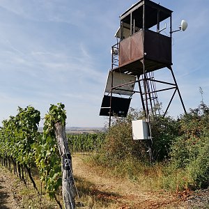 Šárka na vrcholu Ořechová hora (23.8.2024 11:00)