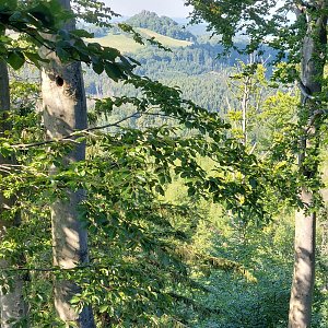 Mykas na vrcholu Konopáč (Jelení skály) (19.8.2023 16:30)