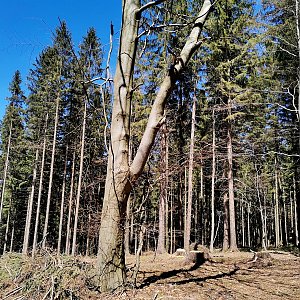 Šárka na vrcholu Lačnov (9.5.2021 12:53)