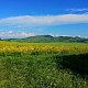 Torr na vrcholu Šibeník (20.5.2024 8:40)