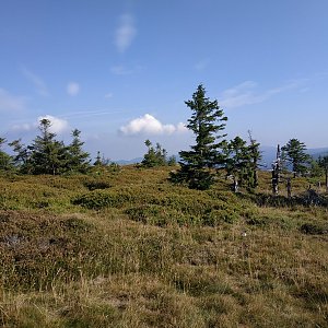 krupjan na vrcholu Břidličná (29.8.2019 9:39)