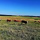 Torr na vrcholu Nad Křížkem (24.8.2024 10:25)