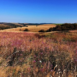 Torr na vrcholu Nad Křížkem (24.8.2024 10:25)