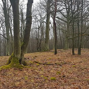 Cesty Haničky a Milana na vrcholu Týčský vrch (16.3.2019 12:07)