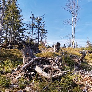 Šárka na vrcholu Burkův vrch - Z vrchol (9.5.2021 16:09)