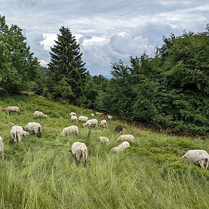 krupjan na vrcholu Radegast - Z vrchol I (11.6.2024 13:32)