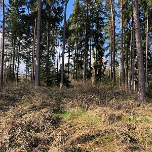 Anežka Boříková na vrcholu Sosnovec (24.3.2024 9:20)