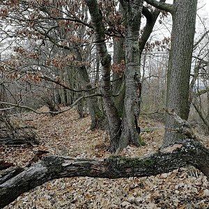 Vladimír Grančay na vrcholu Liščí vrch (27.11.2021 13:25)