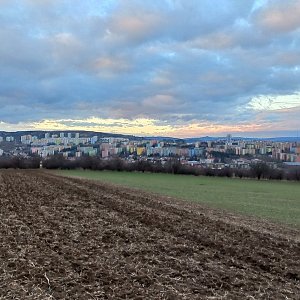 Aralk na vrcholu Rovný (19.2.2024 16:59)