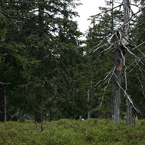 Bouřka na vrcholu Jelenka (25.5.2023 13:47)