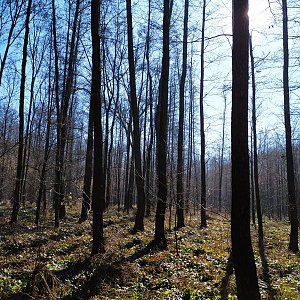 ŠenovKK na vrcholu Bartovický les (3.3.2021 11:19)