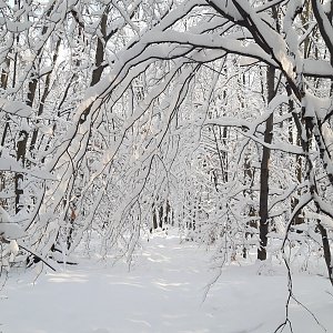 ZdenkaV na vrcholu Pežgovský les V vrchol (13.12.2022 10:25)