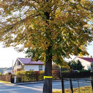 Šárka na vrcholu Husarůvka (24.10.2024 16:07)