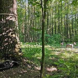 Šárka na vrcholu Pežgovský les S vrchol (13.5.2024 16:39)