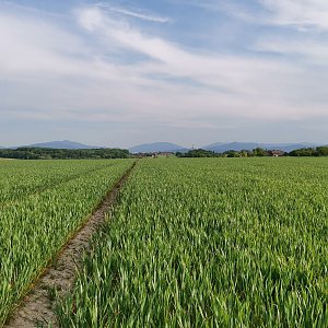 Šárka na vrcholu Rohov (9.5.2024 18:12)