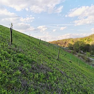 Šárka na vrcholu Paskovská halda (8.5.2021 18:46)