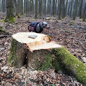 Šárka na vrcholu Bělský les (29.3.2021 18:51)