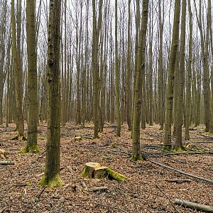 Šárka na vrcholu Bělský les (2.4.2021 14:06)