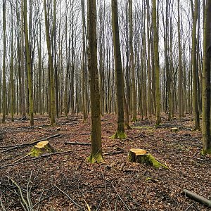 Šárka na vrcholu Bělský les (3.4.2021 11:36)