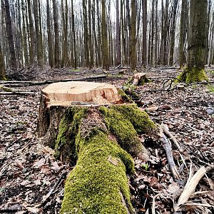 Šárka na vrcholu Bělský les (24.4.2021 18:57)