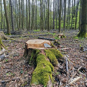 Šárka na vrcholu Bělský les (7.5.2021 15:32)