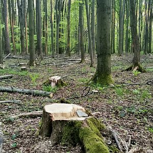 Šárka na vrcholu Bělský les (10.5.2021 19:32)