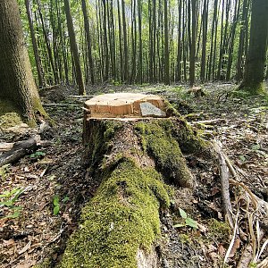 Šárka na vrcholu Bělský les (12.5.2021 14:27)