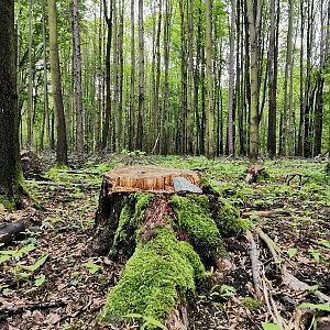 Šárka na vrcholu Bělský les (18.5.2021 12:51)