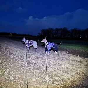 Šárka na vrcholu Majerovec JZ vrchol (7.4.2021 20:03)