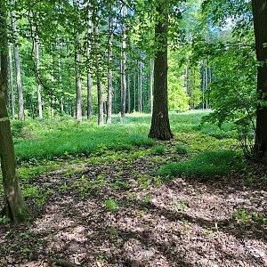 Dzanny na vrcholu Nad Bořickou zahradou (27.4.2024 14:13)