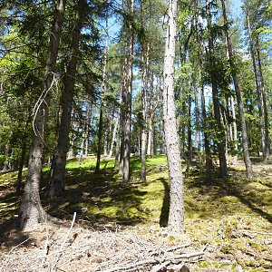 Nojby na vrcholu Loketský vrch (3.6.2021 12:05)