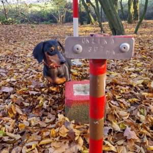 Oldřich Koudela na vrcholu Oklika (10.11.2024 13:30)